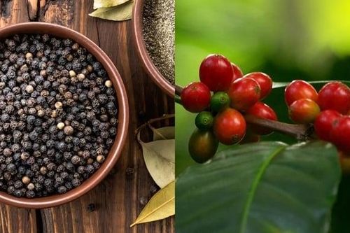 Giá cà phê đồng loạt tăng mạnh