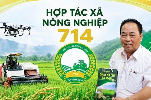 'Ngôi sao HTX' tỏa sáng từ cánh đồng lúa Tây Nguyên