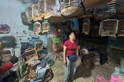 Vẫn sôi động 'chợ đen' động vật hoang dã