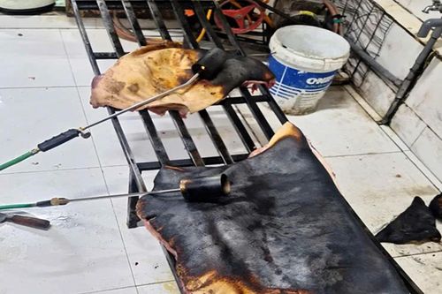Phát hiện cơ sở đang sơ chế thịt đông lạnh đã bốc mùi hôi thối để tuồn ra thị trường