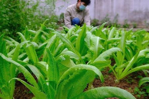 Chỉ vài nghìn đồng mỗi mớ, loại rau này chứa lượng canxi khiến nhiều người kinh ngạc, ra chợ mua ngay