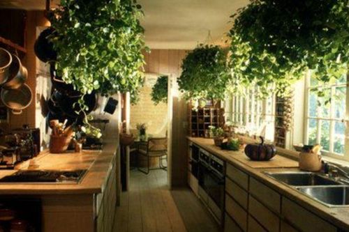 Những vị trí 'đại kỵ' khi đặt chậu cây mà nhiều gia đình không để ý