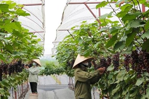 Hà Nội thí điểm nông nghiệp sinh thái, công nghệ cao: Hướng đi mới cho nông nghiệp đô thị