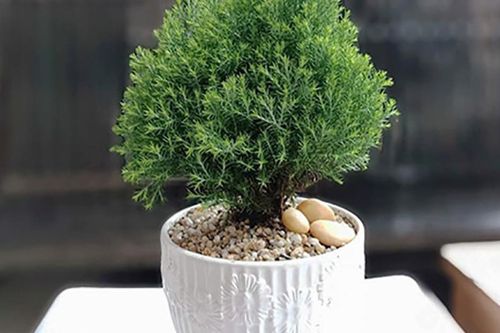 5 cây phong thủy mini 'hút tài lộc, lọc bức xạ' hoàn hảo cho bàn làm việc