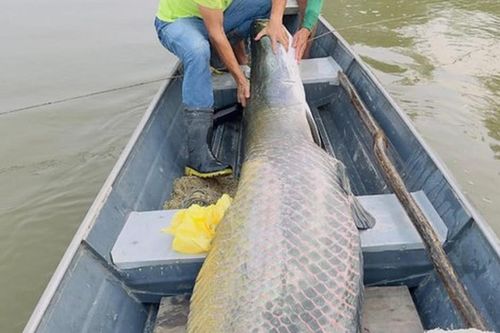 2 anh em bắt được con cá khổng lồ nặng 130kg, dài 2,2 mét trên sông