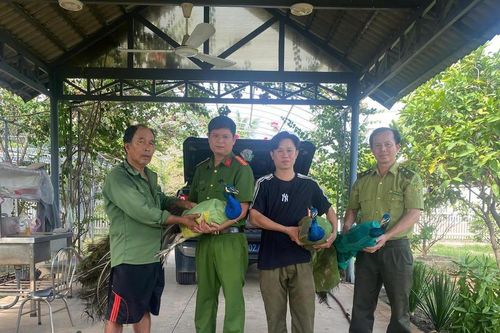 TP Hồ Chí Minh: Người dân tự nguyện giao nộp 9 cá thể chim công quý hiếm cho công an