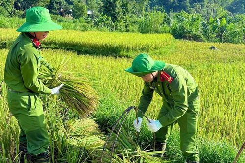 Xúc động màu áo công an xuống đồng giúp dân chạy mùa giữa nắng gắt