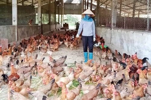 Trang trại sản xuất hữu cơ, tuần hoàn ở Thái Nguyên