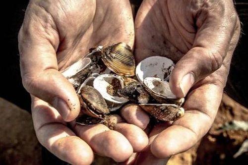 Vì sao thời xưa dùng vỏ sò làm tiền nhưng người nghèo vẫn không thể nhặt để đổi đời?