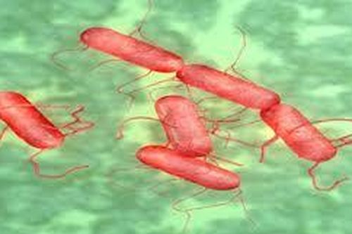 Số ca nhiễm vi khuẩn Salmonella tại Anh cao nhất trong 10 năm