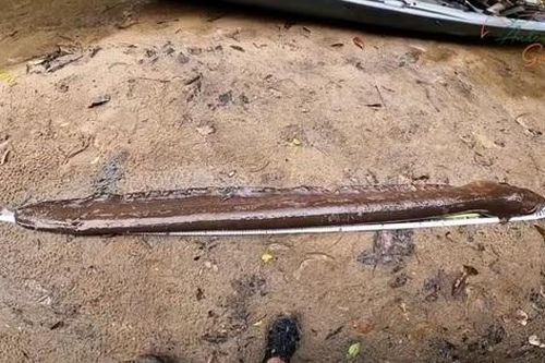Người đàn ông bắt được con lươn điện dài 2 mét trên sông