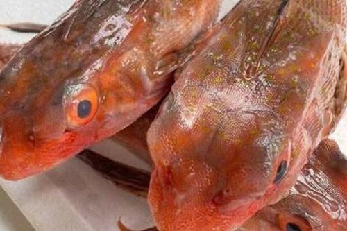 Loài cá có tên như loài bò sát là đặc sản 'tuyệt đỉnh' nhiều người muốn thử