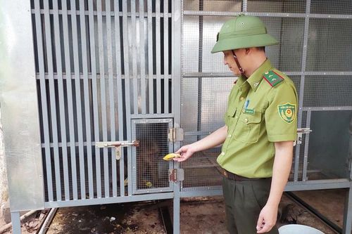 Gia Lai: Vây bắt thành công 2 con khỉ đi lạc về chăm sóc