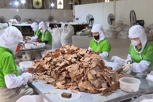 Liên kết nâng cao giá trị sản phẩm măng tre Lào Cai