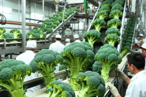 Nhật Bản bổ sung bông cải xanh vào danh mục rau thiết yếu nhằm bình ổn thị trường