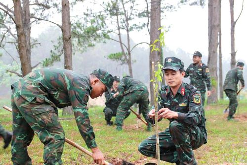 Phủ xanh thao trường