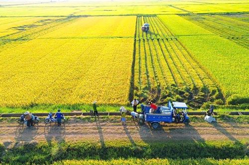 Sản xuất 'đa canh' trên ruộng 'độc canh' - Bài 3: Khơi thông nhiều 'điểm nghẽn'