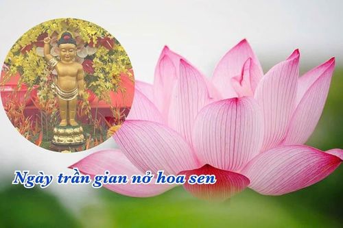 Ngày trần gian nở hoa sen