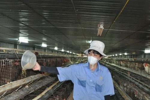 Nắng nóng cực đoan, người chăn nuôi căng mình giữ đàn vật nuôi an toàn