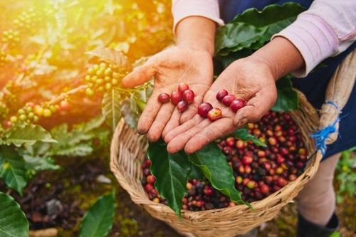Cách chăm sóc cây hiệu quả trong đồn điền cà phê