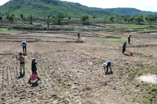 Mùa lên rẫy trỉa lúa ở vùng cao Gia Lai