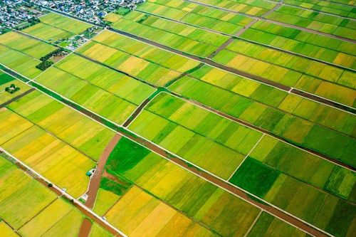 Mùa vàng rực rỡ bên tuyến đường ven biển Hưng Yên