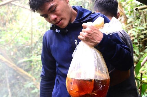 Liều mình leo trèo giữa đại ngàn, thợ săn mật ong bỏ túi bạc triệu mỗi ngày