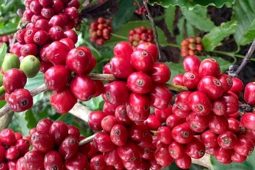 Đồng loạt tăng 1.400 đồng, giá cà phê nội địa vượt mốc 89.000 đồng/kg