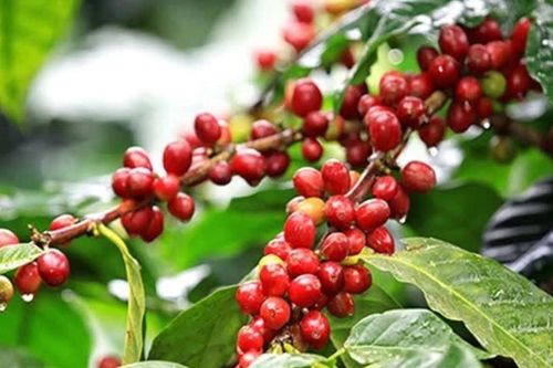 Ngày 30/5: Giá cà phê bật tăng mạnh, hồ tiêu neo ở mức cao