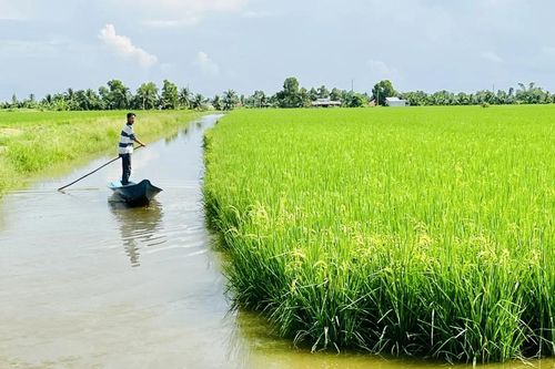 Một chiếc cảm biến và nắm rơm giúp nông dân ĐBSCL tiết kiệm tới 58% nước tưới