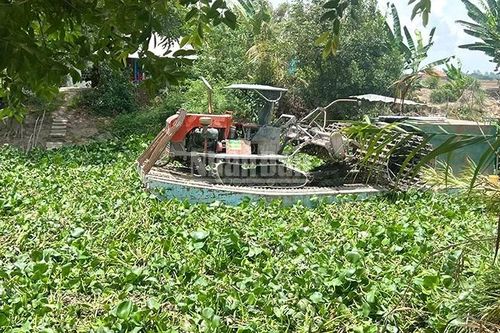Dân tiếp tục 'kêu cứu' vì lục bình dày đặc trên kênh, sông