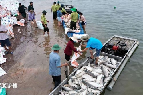 Hơn 100 tấn cá chết trên hồ Trị An tại Đồng Nai