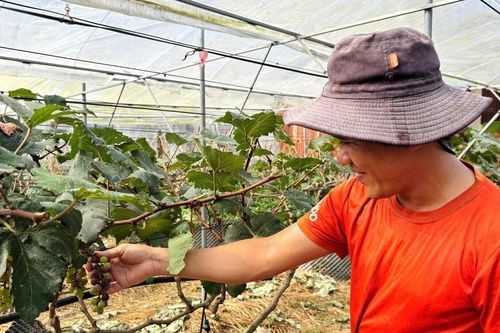 Khi người trẻ chọn về quê
