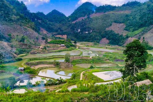 Mùa ốc thả đồng ở bản Lồng