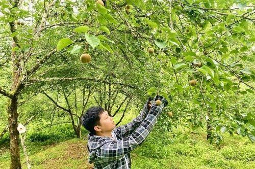 Phát triển cây trồng giá trị kinh tế cao, thúc đẩy kinh tế nông nghiệp hàng hóa bền vững