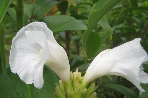 Cây dại ăn ngọt mát, là 'khắc tinh' sỏi tiết niệu, bệnh tiểu đường