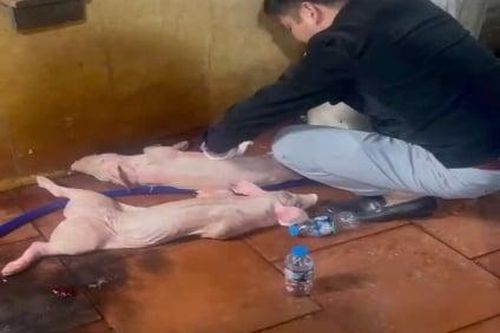 Thanh Hóa tăng cường đấu tranh với vi phạm liên quan dịch bệnh động vật và an toàn thực phẩm