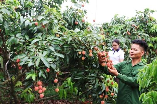Vải thiều Bắc Ninh tiêu thụ hơn 30,1 nghìn tấn, giá bán tăng cao