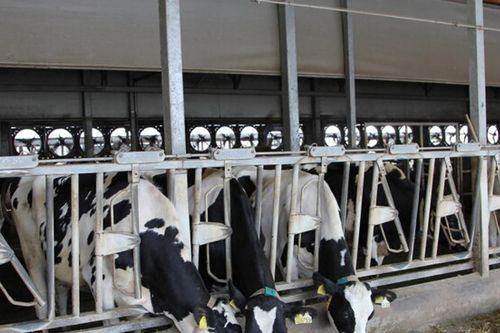 Ngành sữa Việt Nam đặt mục tiêu tăng trưởng 14% mỗi năm và tự chủ 65% nguyên liệu