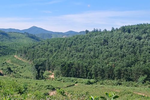 Phát triển kinh tế gắn với bảo vệ rừng