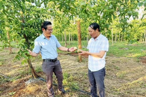 Liên kết trồng chanh leo ở Tân Lập