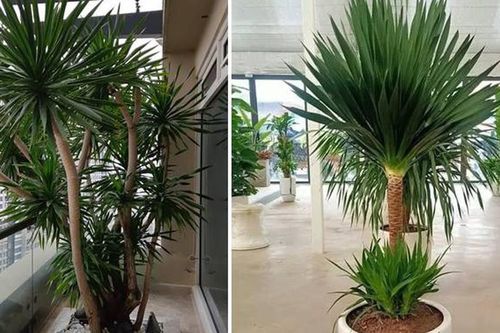 Top cây cảnh 'quốc dân' size lớn được giới nhà giàu săn đón: Nhà bạn có chưa?