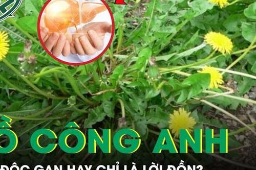 Rễ bồ công anh: 'Thần dược' giải độc gan hay chỉ là lời đồn?