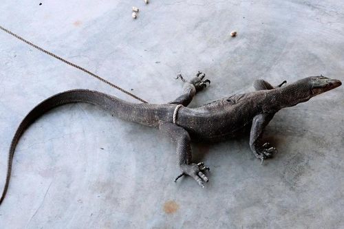 Kỳ đà vân nặng 5kg bất ngờ 'ghé thăm' vườn nhà dân Hà Tĩnh