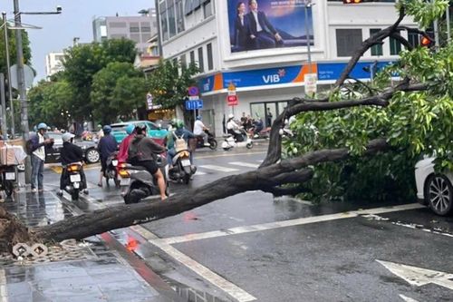 Mưa dông quật ngã cây xanh, đè hai ô tô ở trung tâm TPHCM