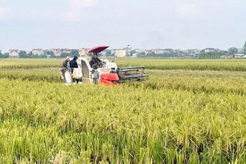 Hà Nội đẩy nhanh thu hoạch lúa Xuân, sẵn sàng cho vụ Mùa