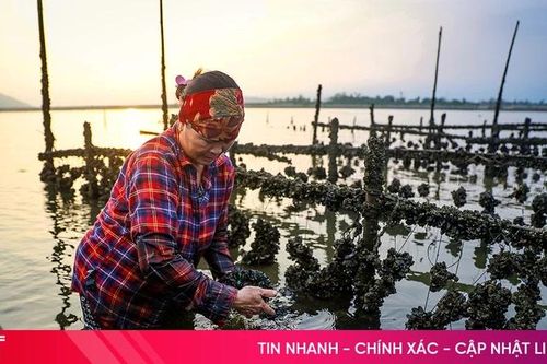'Mục sở thị' mô hình nuôi hàu treo dây trên vùng bãi bồi Cửa Sót