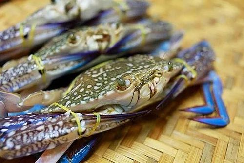 Tín hiệu trái chiều với ghẹ và tôm tại thị trường Mỹ