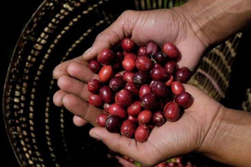 Giá nông sản hôm nay (2/6): Giá cà phê ổn định, hồ tiêu neo ở mức cao