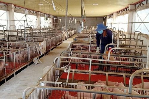 Gia Lai: Kiểm tra việc chấp hành pháp luật về bảo vệ môi trường tại cơ sở chăn nuôi